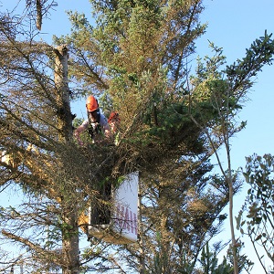 Tree pruning